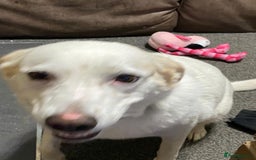 Mixed Breed dogs for sale: Murphy - Image 4