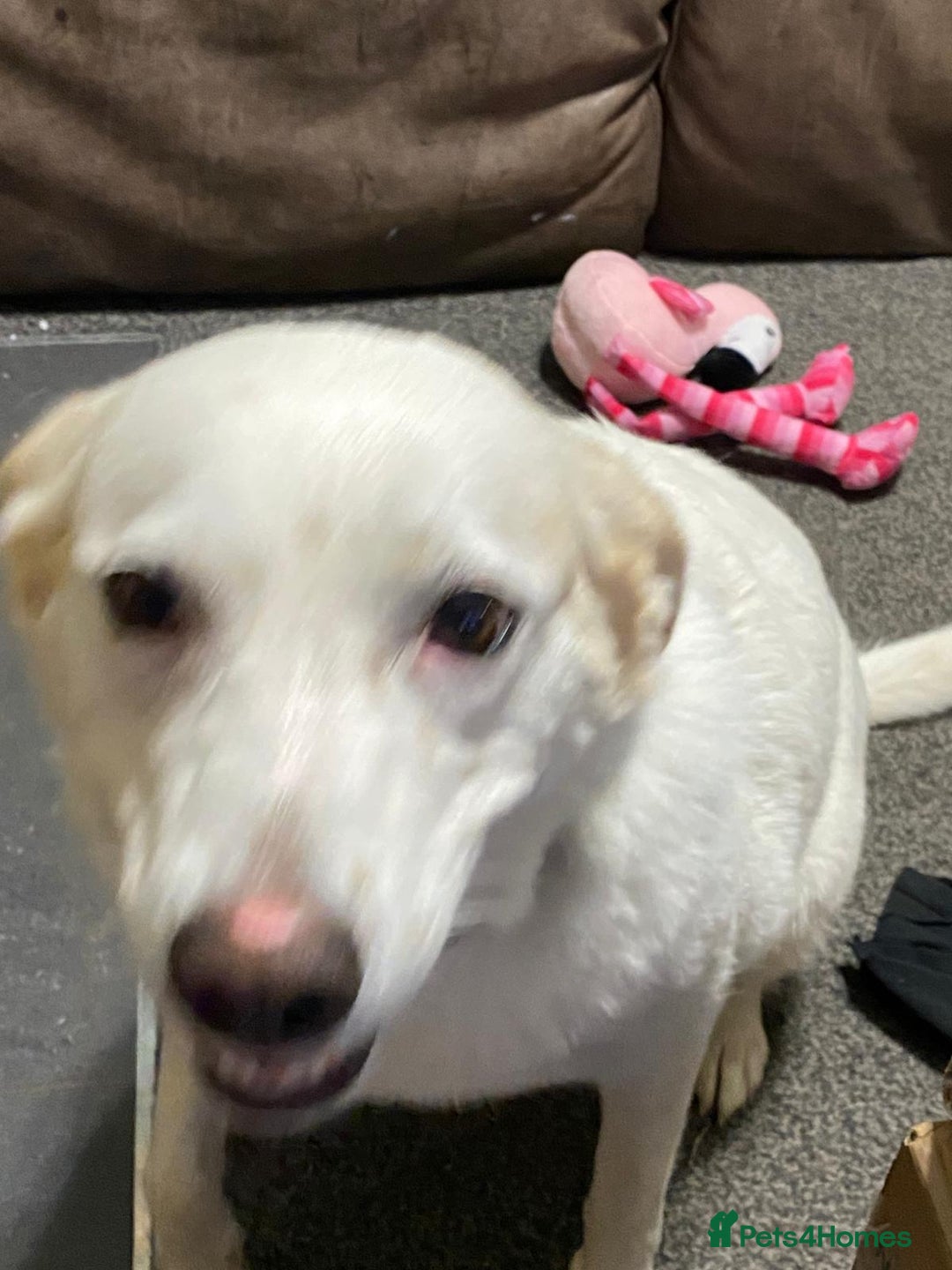 Mixed Breed dogs for sale: Murphy - Image 4