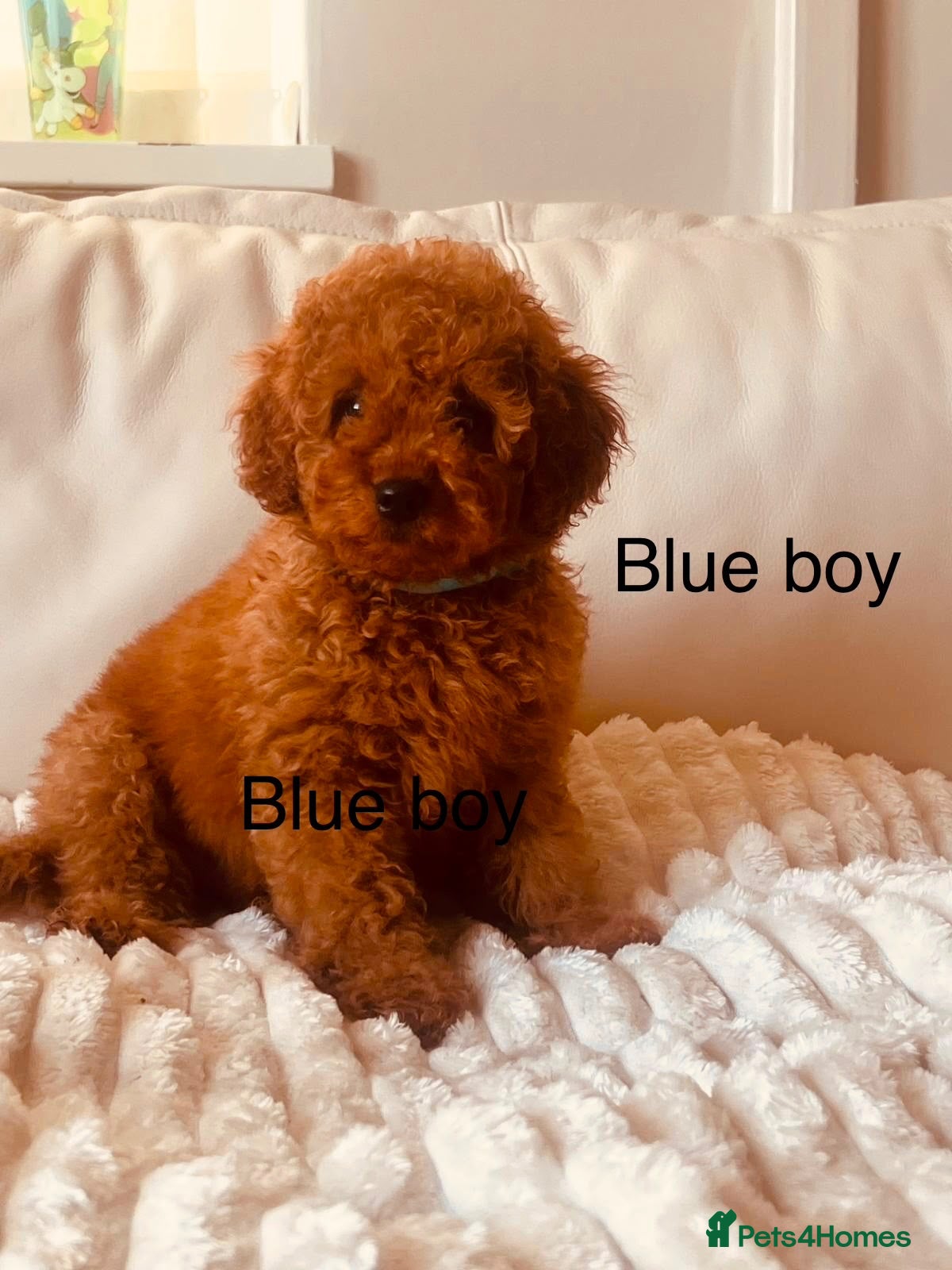Cavapoo dogs Fully vaccinated deep red curly toy Cavapoos 🐾 - Advert 2
