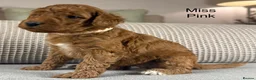 Double Doodle dogs for sale: A REALLY EXCITING MIX OF BREEDS. GORGEOUS!!! - Advert 36