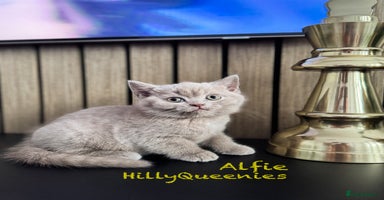 British Shorthair cats - Advert 8