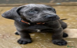 Cane Corso dogs for sale: READY NOW: QUALITY PEDIGREE CANE CORSO PUPPIES - Image 7
