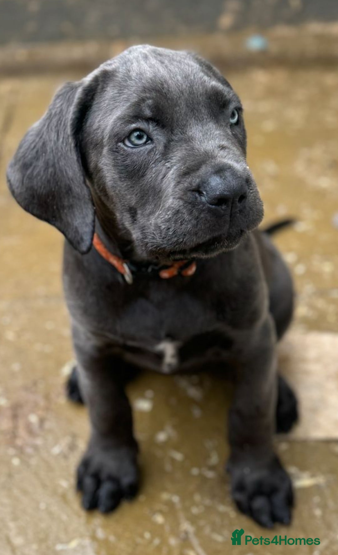 Cane Corso dogs for sale: READY NOW: QUALITY PEDIGREE CANE CORSO PUPPIES - Image 7