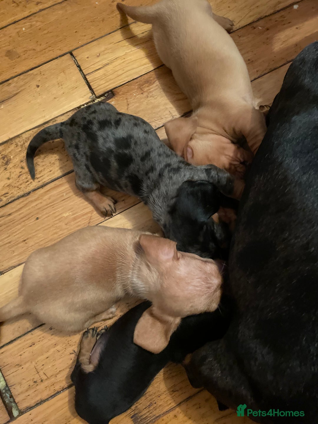 Miniature Dachshund dogs for sale: Miniature dachshund puppies - Image 11