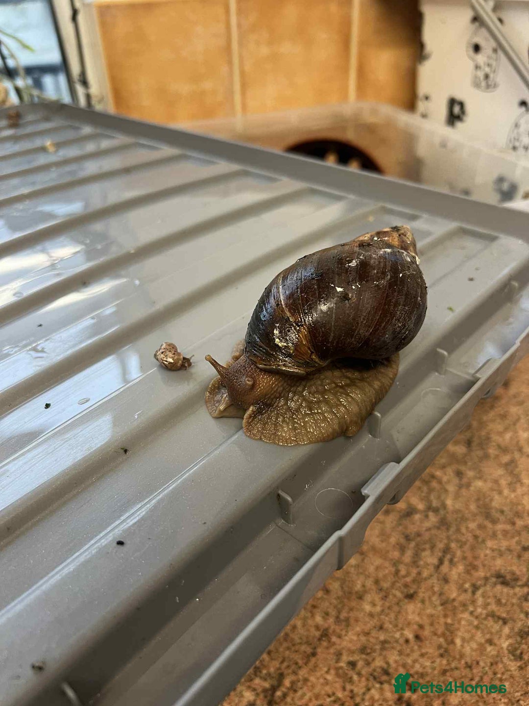 Snails invertebrates for sale: Giant African Land Snails  - Advert 1