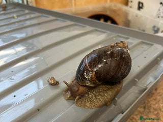 Snails invertebrates Giant African Land Snails - Advert 1