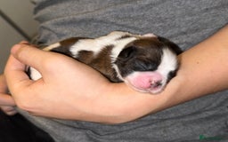 Shih Tzu dogs for sale: ShihTzu Newborn Puppies 💕Home-Raised & Well-Loved - Advert 16