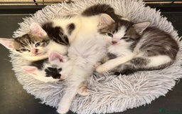 Mixed Breed cats for sale: Last Beautiful Kitten looking for a new home - Image 2