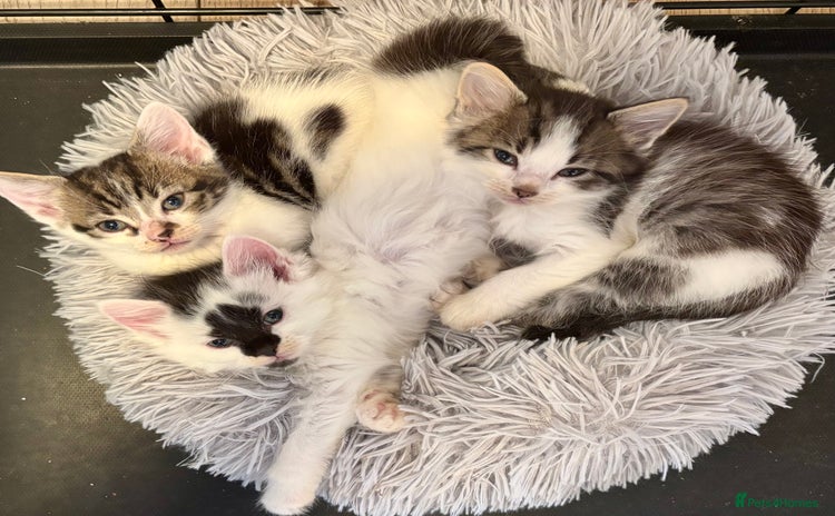 Mixed Breed cats - Advert 13
