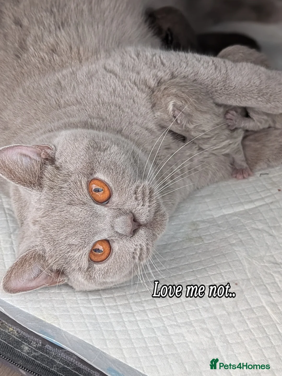 British Shorthair cats for sale: GCCF REGISTERED CHOCOLATE AND LILAC KITTENS - Advert 14