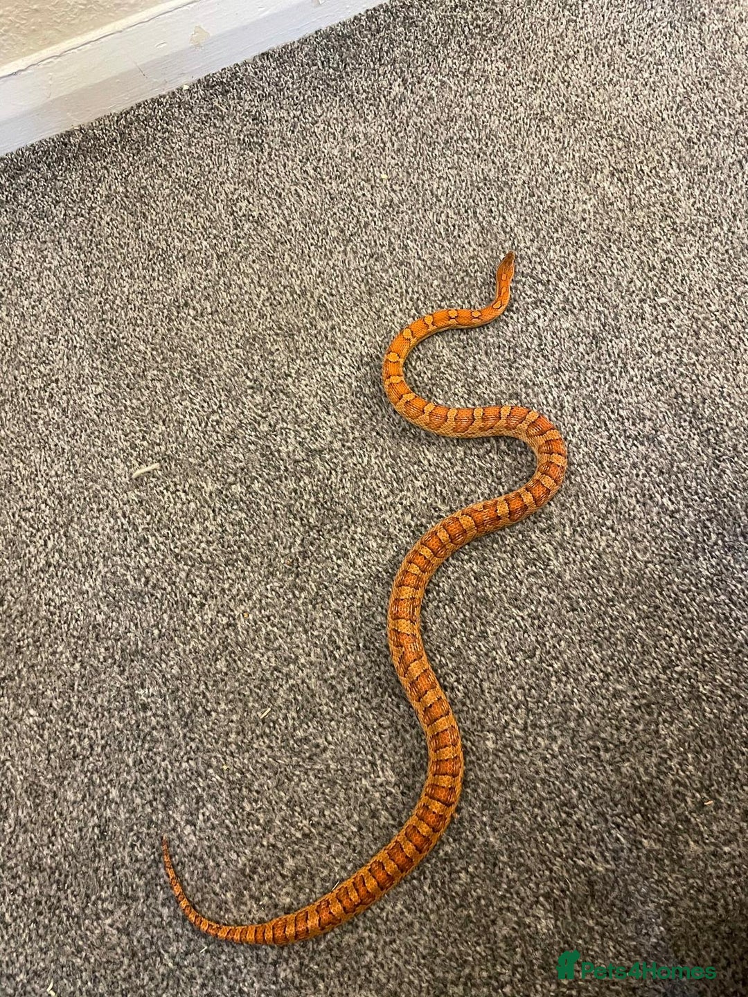 Corn Snake reptiles for sale: Corn snake  - Image 2