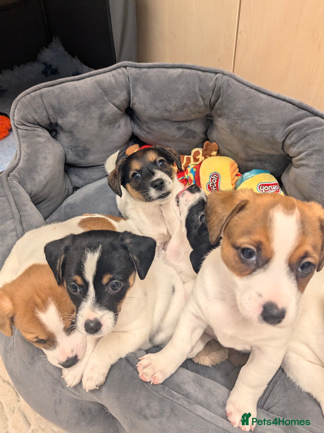 Jack Russell dogs for sale: Beautiful Jack Russell puppies  - Advert 8