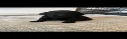 Cocker Spaniel dogs for stud: Spike- Working Cocker Spaniel KC registered - Advert 13