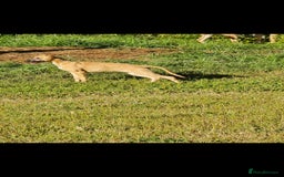 Whippet dogs for sale: Kc reg whippet pup. Fawn female avialable in Warminster - Image 23