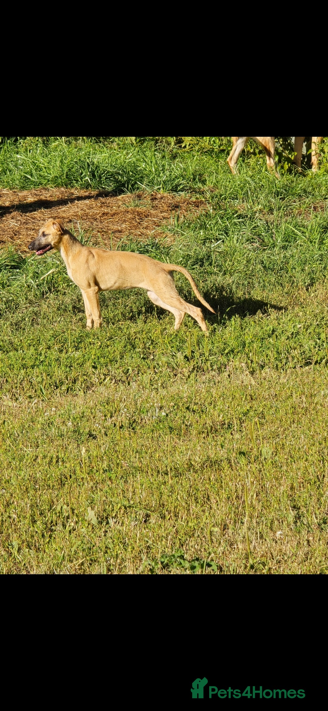 Whippet dogs for sale: Kc reg whippet pup. Fawn female avialable in Warminster - Image 23
