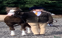 Welsh Section B horses for sale: Barney (Telynau Orvietto) - Image 2