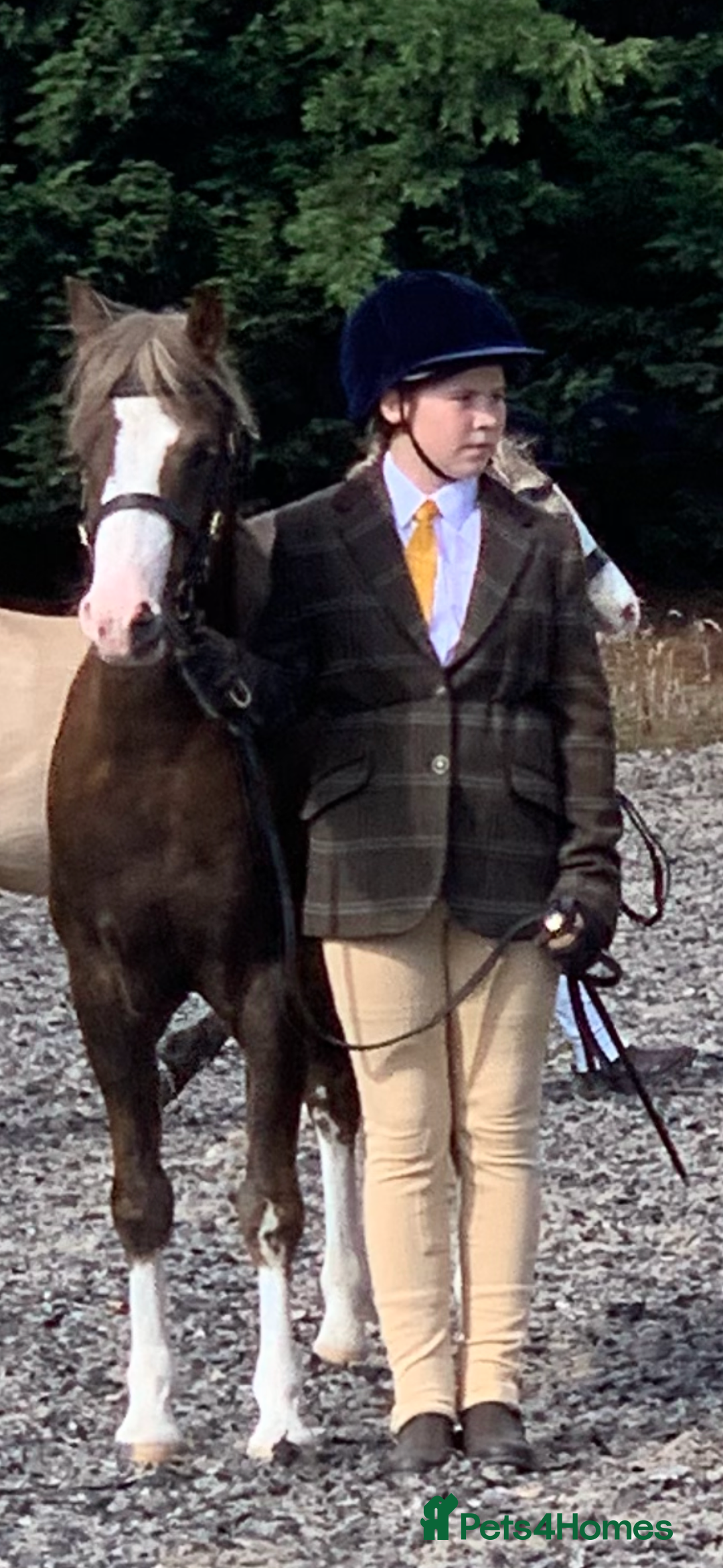 Welsh Section B horses for sale: Barney (Telynau Orvietto) - Image 2
