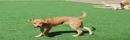 Mixed Breed dogs for adoption: Trudy - Advert 22