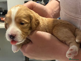 Australian Labradoodle dogs Australian Labradoodle only 2 girls and 1 boy left - Advert 1