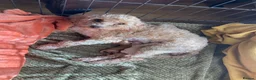 Cavapoochon dogs for sale: 🐾Beautiful F1b Cavapoochon Puppies 🐾 - Advert 2