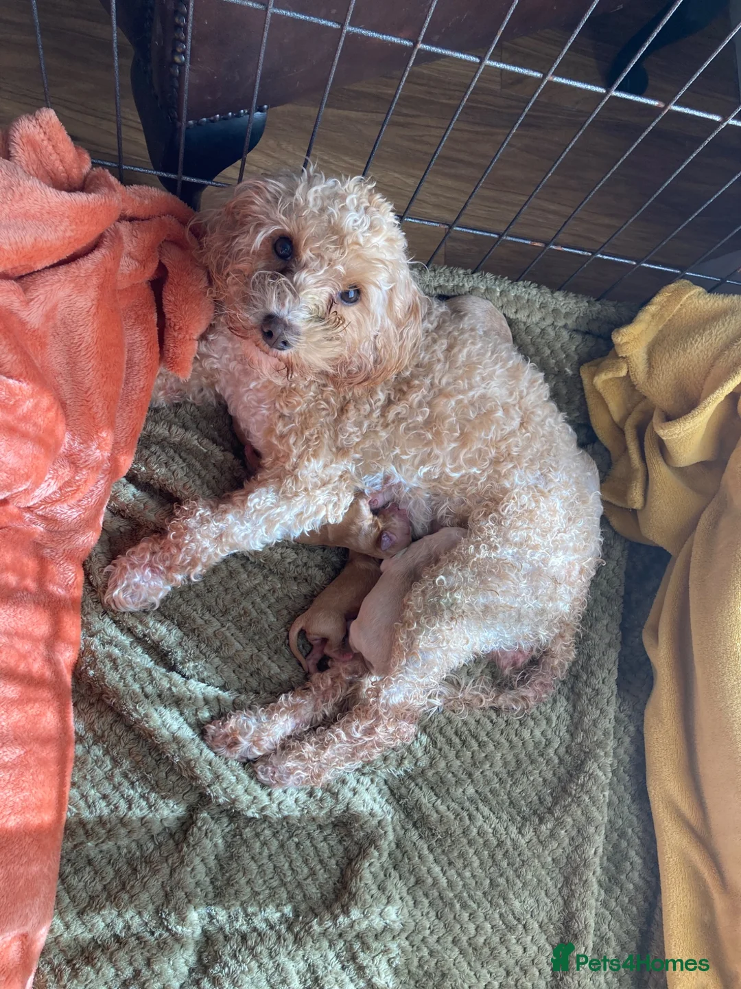 Cavapoochon dogs for sale: 🐾Beautiful F1b Cavapoochon Puppies 🐾 - Advert 2