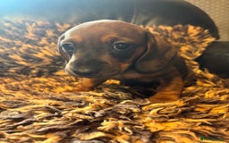 Miniature Dachshund dogs for sale: Beautiful stable dachshund girl pup - Image 4