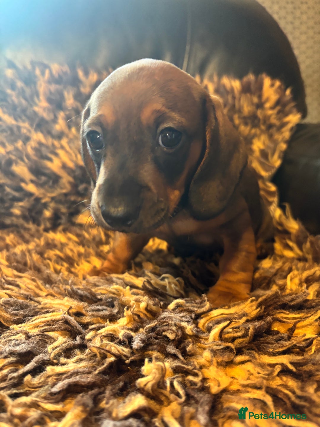 Miniature Dachshund dogs for sale: Beautiful stable dachshund girl pup - Image 4