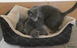 Russian Blue cats for sale: Pure Russian Blue Kittens for sale - 2 Boys 1 Girl - Image 1