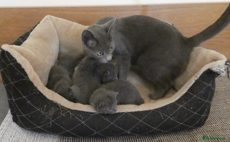 Russian Blue cats - Advert 2