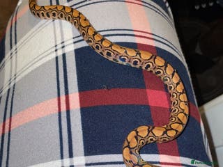 Snake reptiles Baby Brazilian rainbow boa - Advert 6