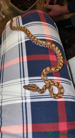 Snake reptiles Baby Brazilian rainbow boa - Advert 1