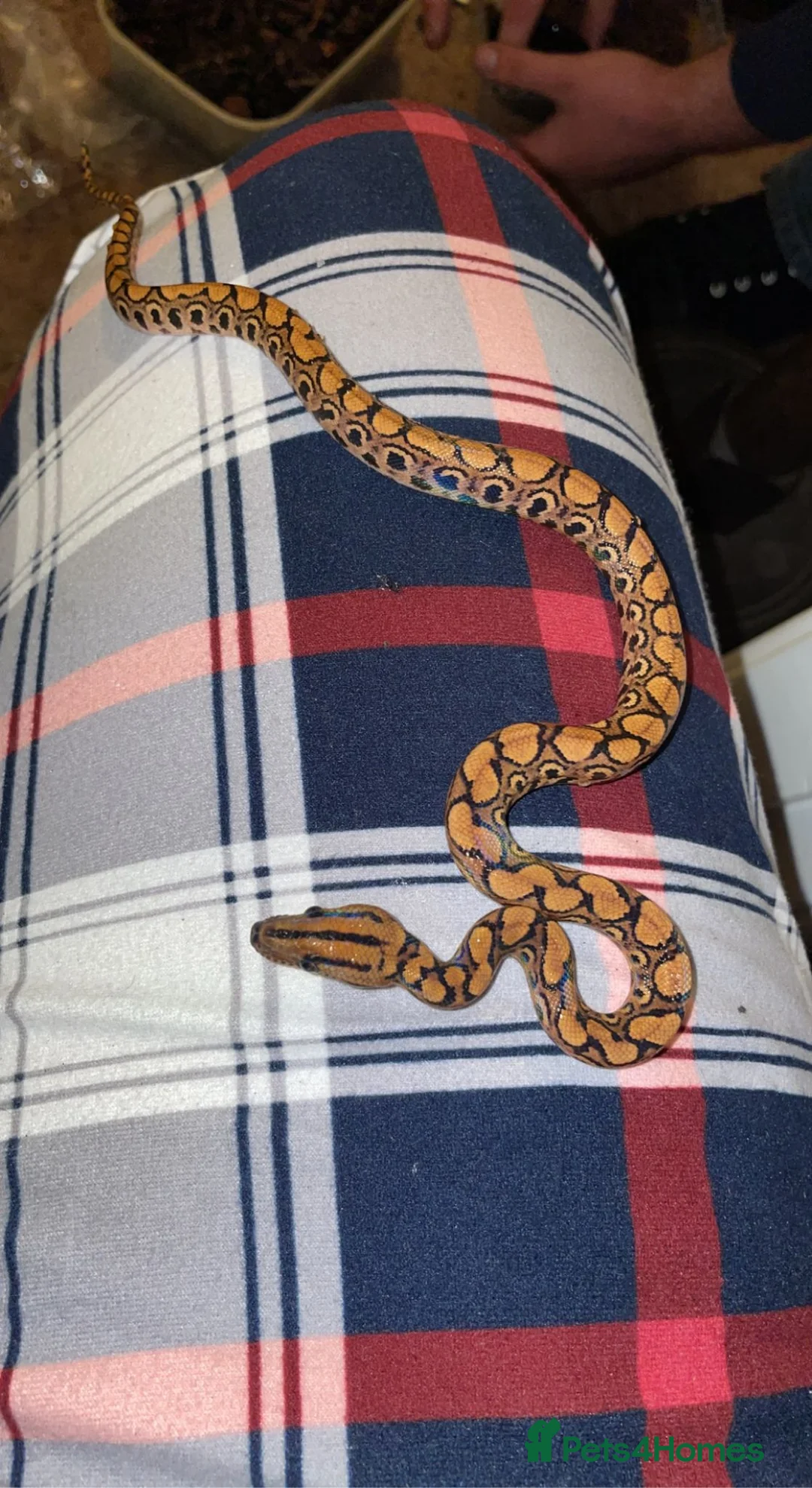 Snake reptiles for sale: Brazilian rainbow boa snake - Advert 1