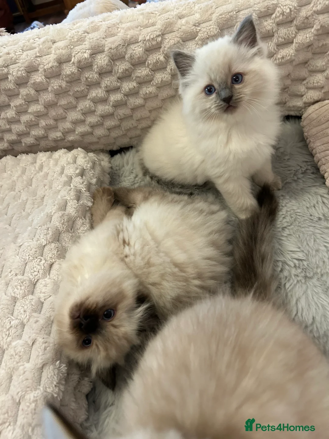 Ragdoll cats for sale: Ragdoll Kittens TICA 2 Boys Seal Blue  - Advert 12