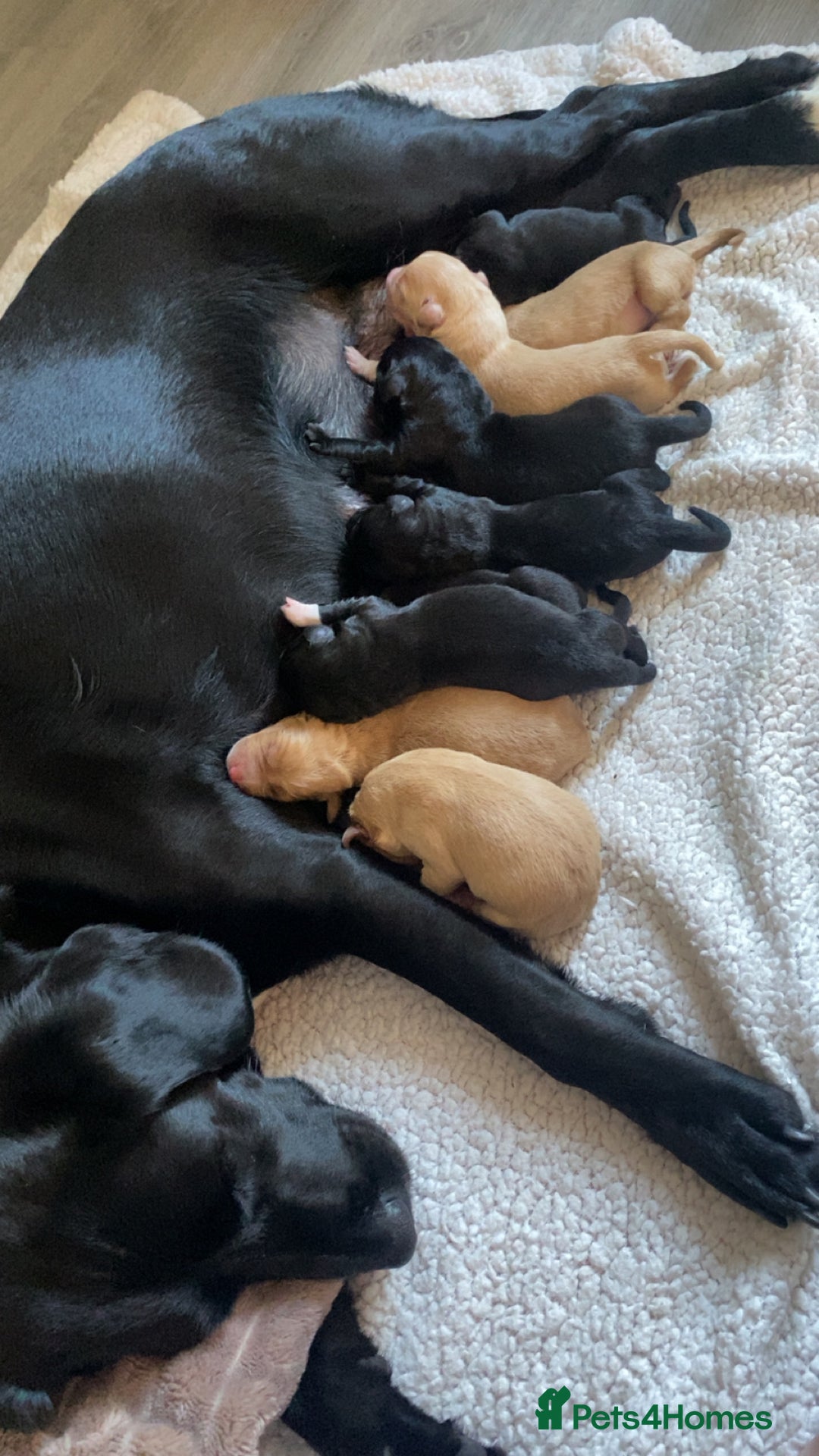 Springador dogs for sale: Labrador puppies - Advert 3