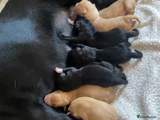 Springador dogs - Advert 4