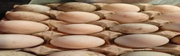 Ducks poultry for sale: KHAKI CAMPBELL DUCK HATCHING EGGS FOR SALE in Spennymoor - Advert 1