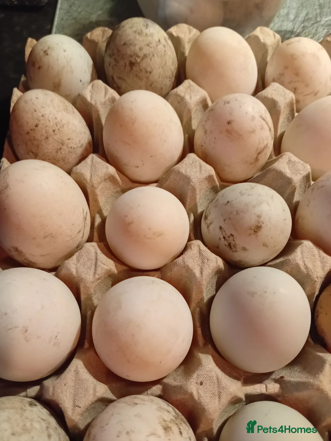 Ducks poultry for sale: KHAKI CAMPBELL DUCK HATCHING EGGS FOR SALE in Spennymoor - Advert 1
