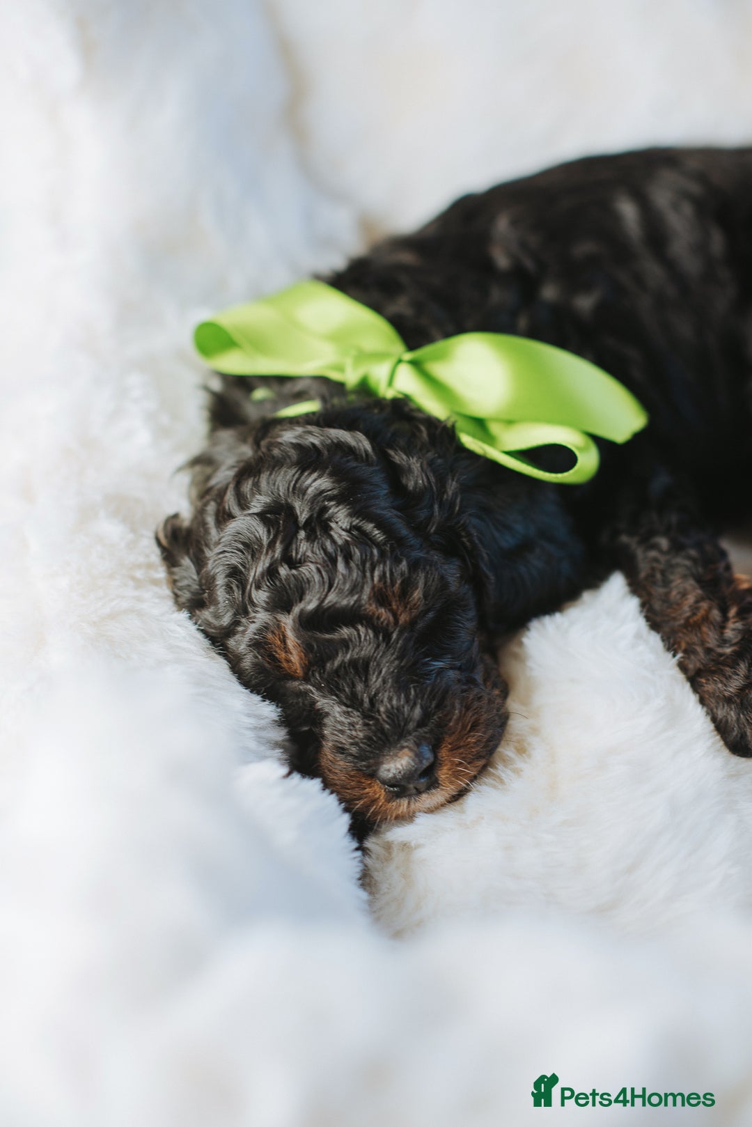 Cockapoo dogs for sale:  READY NOW!! 💙🐶💙2 boys Amazing F1b Cockapoos  - Advert 34