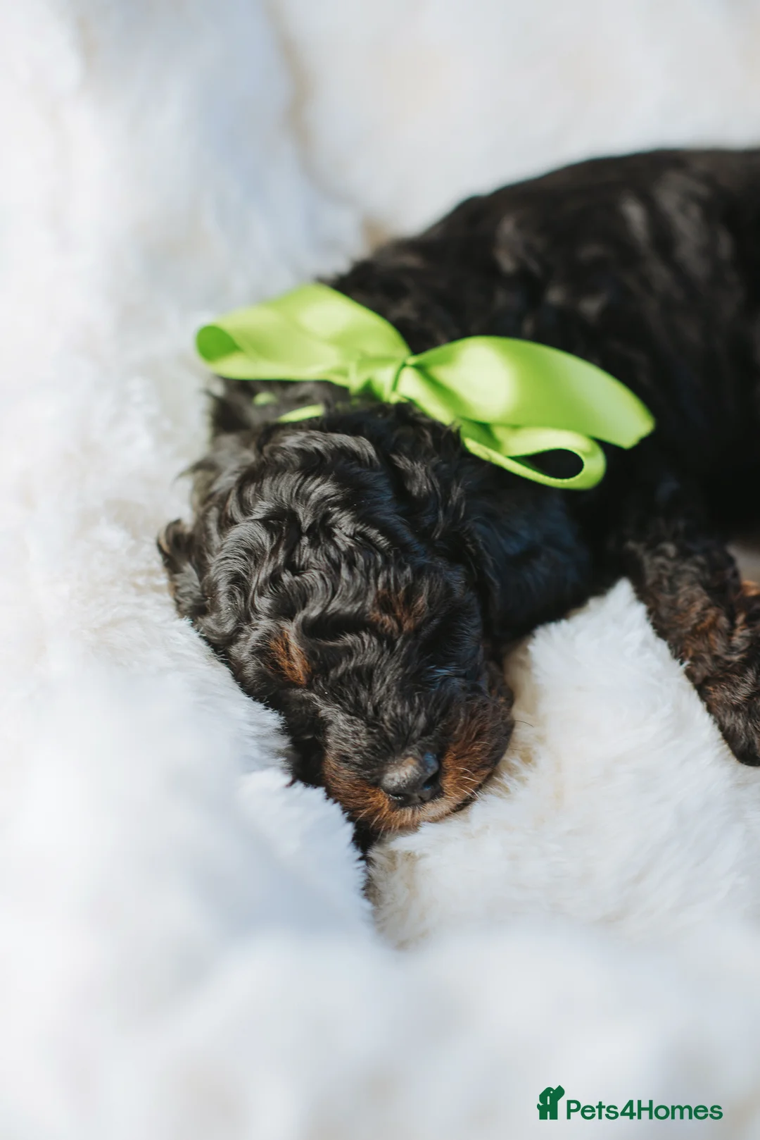Cockapoo dogs for sale:  READY NOW!! 💙🐶💙2 boys Amazing F1b Cockapoos  - Advert 34