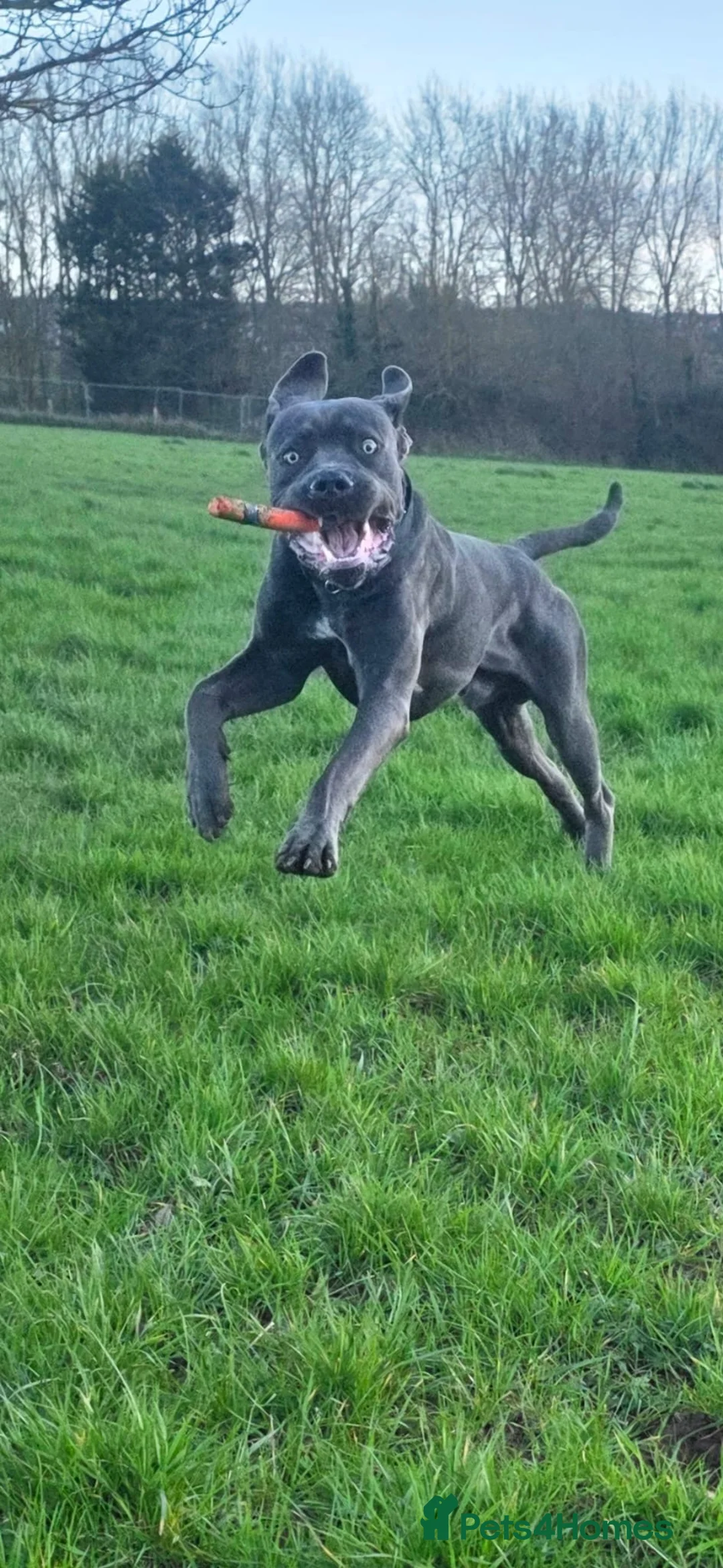 Cane Corso dogs for sale: Cane corso  - Advert 2