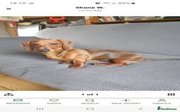 Miniature Dachshund dogs for sale: Miniature dachshund puppies  in Lincoln - Image 1