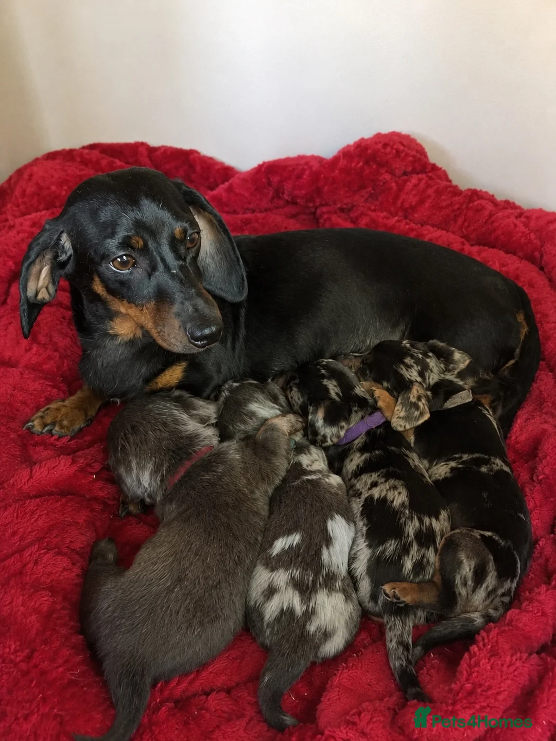 Miniature Dachshund dogs for sale: Miniature dachshund puppies - Advert 2