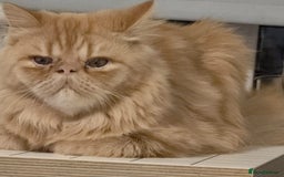 Persian cats for sale: Ginger Red Male Persian Kitten for Loving Home in London - Image 9