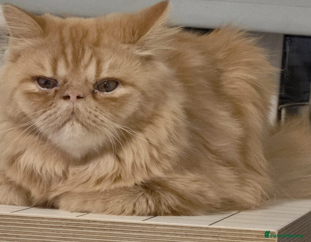 Persian cats for sale: Ginger Red Male Persian Kitten for Loving Home in London - Image 9