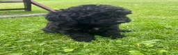 Miniature Poodle dogs for sale: Miniature poodle boy and girl,ready now. - Advert 6