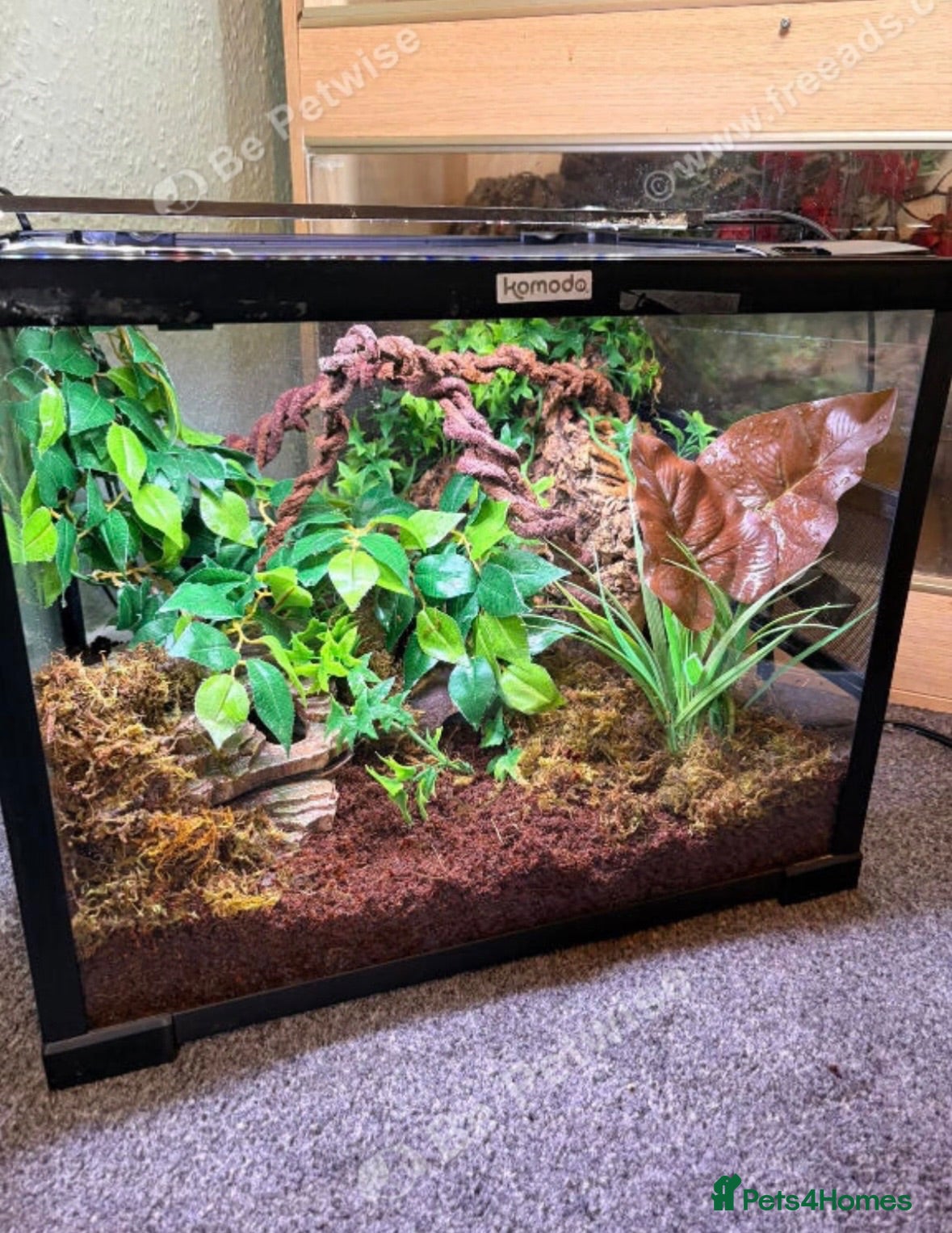 Gecko reptiles Young crestie with full set up  - Advert 1
