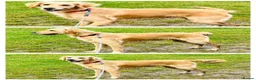 Golden Retriever dogs for sale: Female golden retriever for sale  - Advert 3