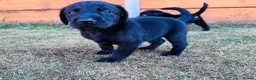 Labrador Retriever dogs for sale: KC Registered Labrador Puppies 🐾🐾🐾 - Advert 23