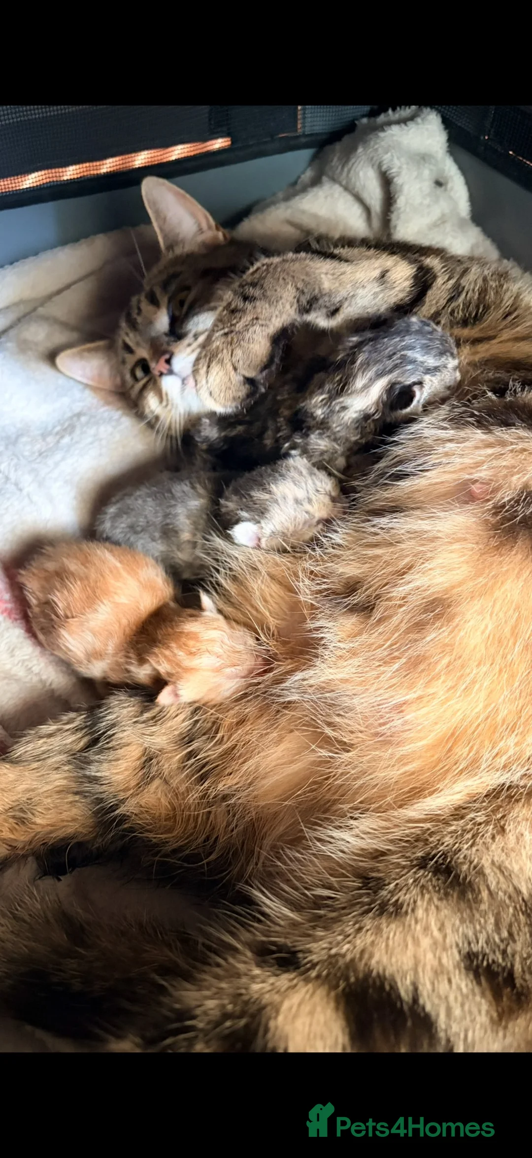 Scottish Fold cats for sale: Scottish fold, bengal x - Advert 2