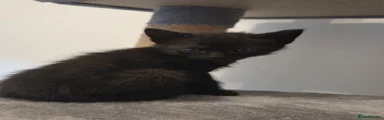 Kitten #2